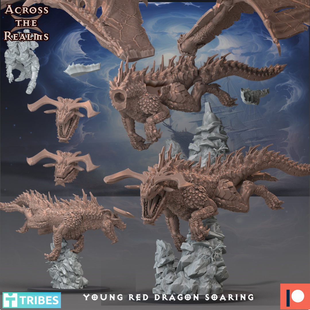 Young Red Dragon Soaring - Across the Realms